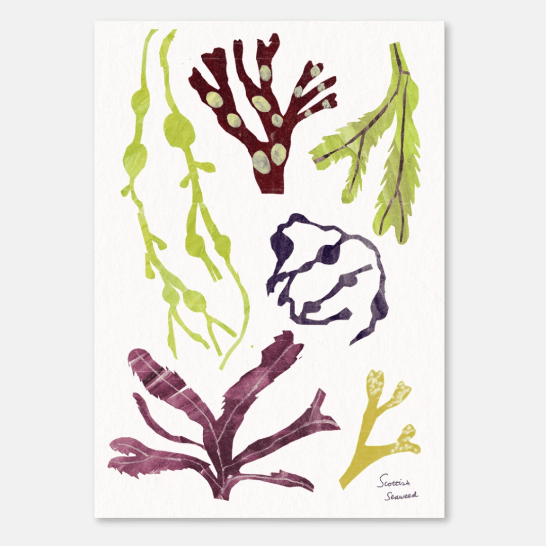 Scottish Seaweed A3 Riso Art Print